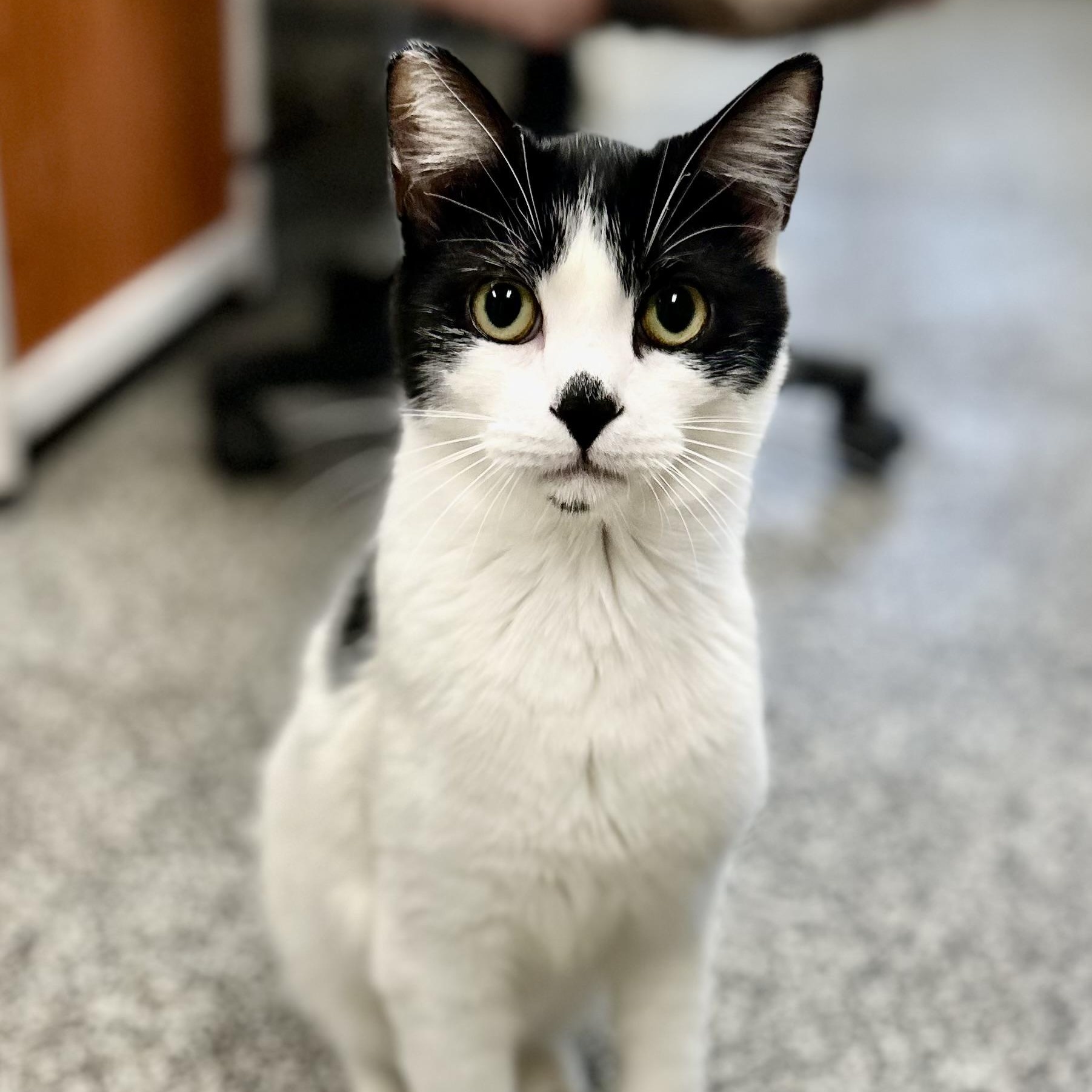 Enlarge Smudge, a ADOPTABLE Domestic Short Hair in Jackson, CA image 1/5