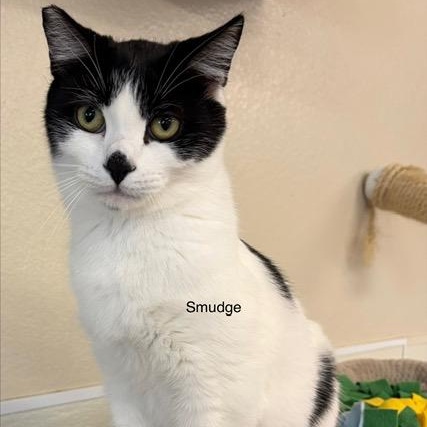 Enlarge Smudge, a ADOPTABLE Domestic Short Hair in Jackson, CA image 5/5