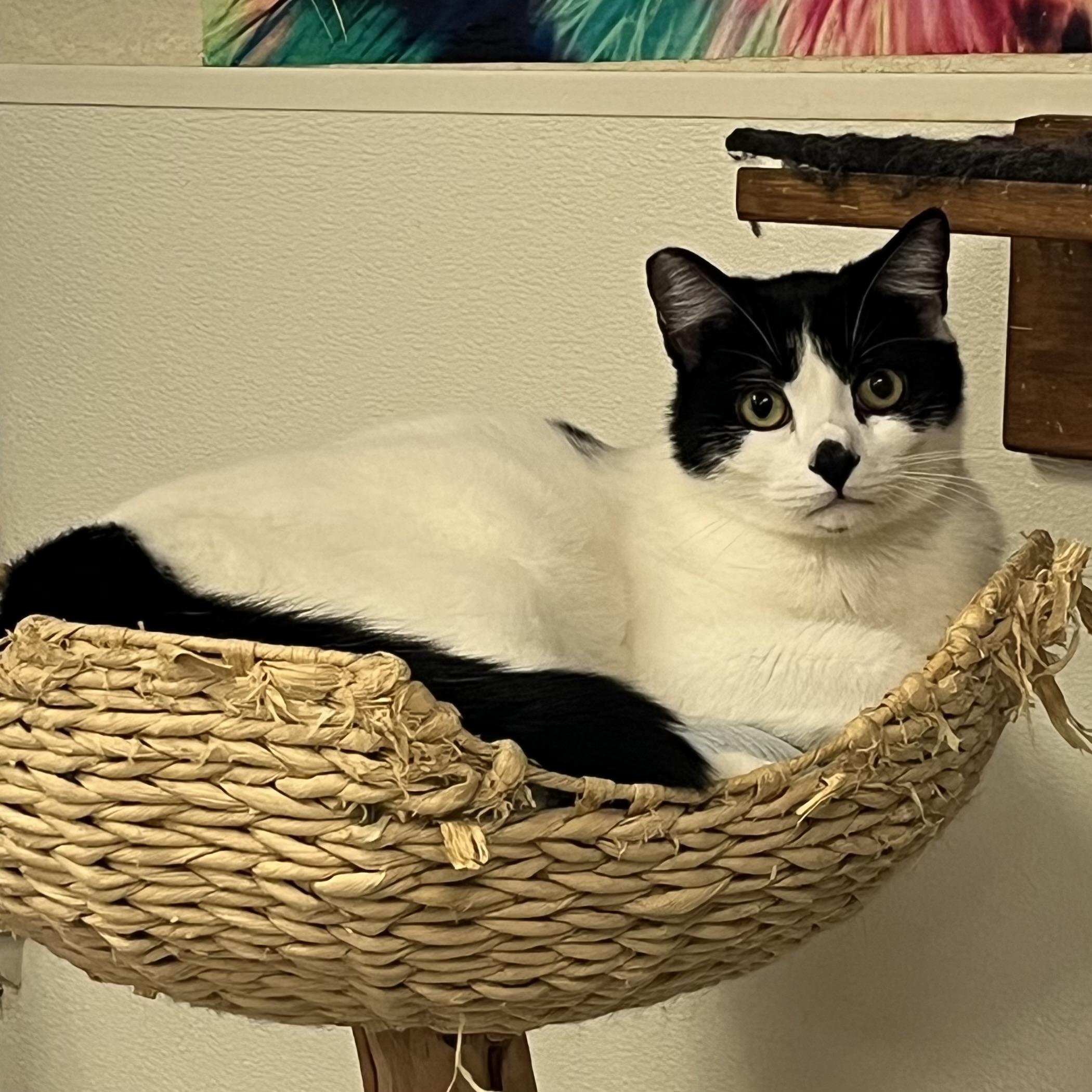 Enlarge Smudge, a ADOPTABLE Domestic Short Hair in Jackson, CA image 4/5