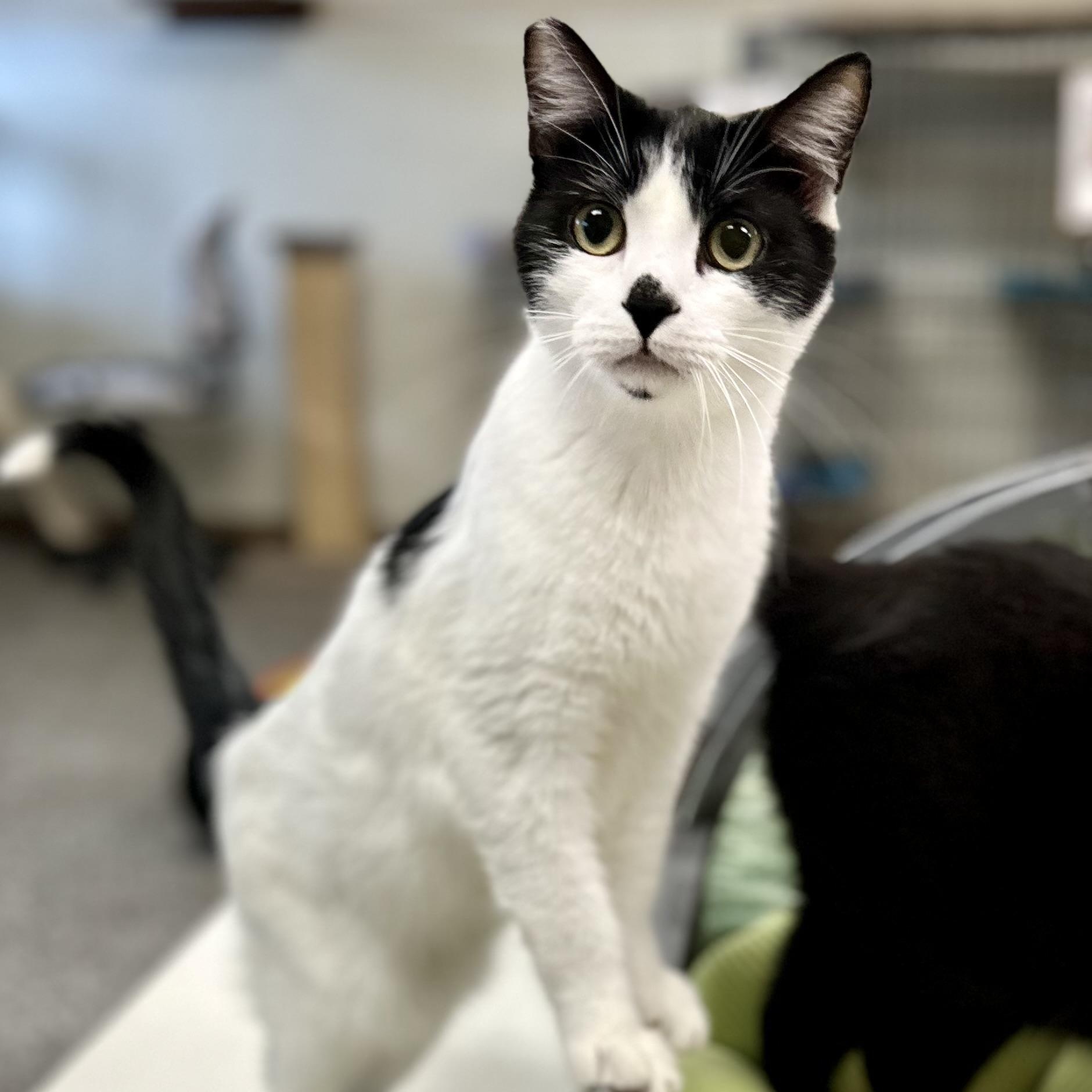 Enlarge Smudge, a ADOPTABLE Domestic Short Hair in Jackson, CA image 3/5