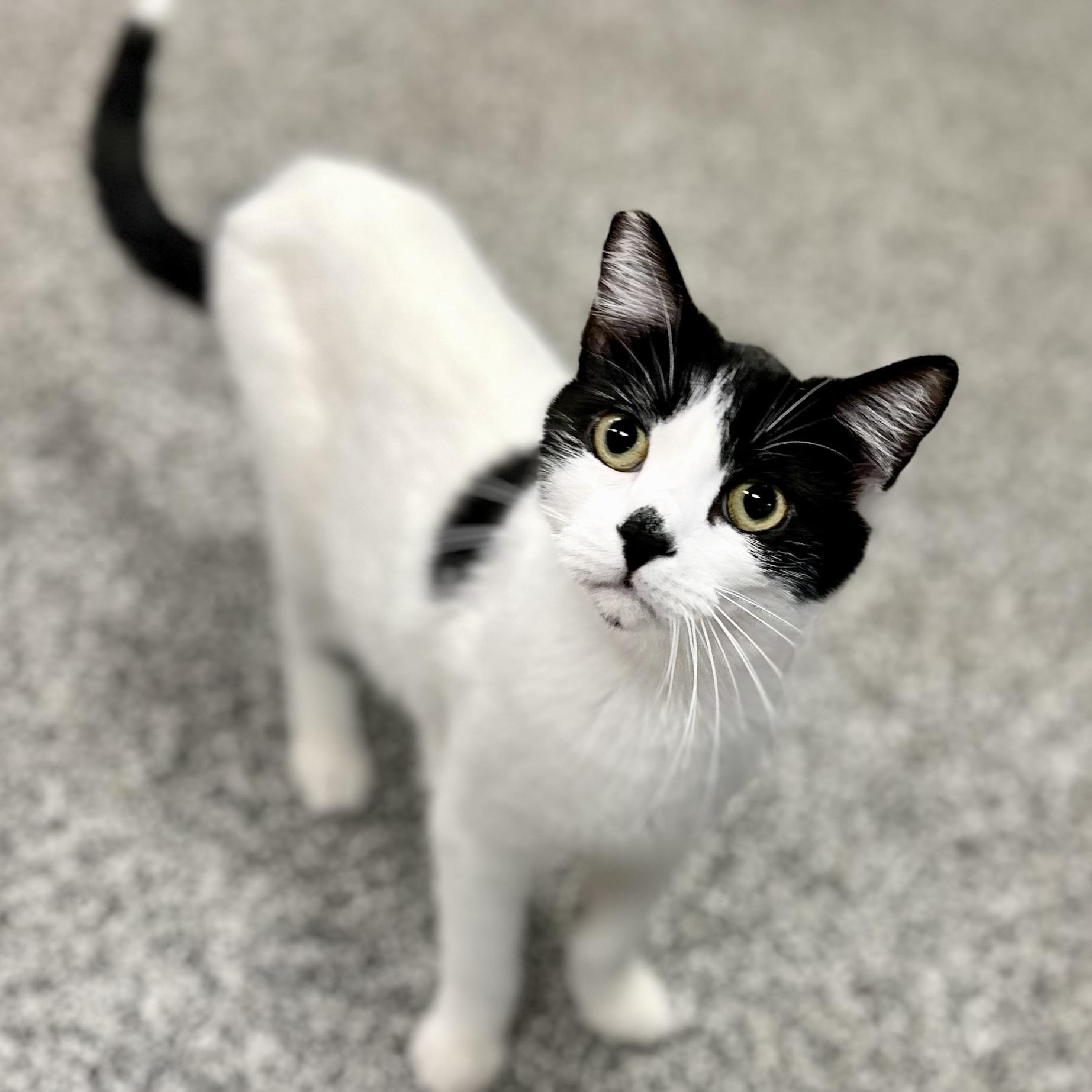 Enlarge Smudge, a ADOPTABLE Domestic Short Hair in Jackson, CA image 2/5