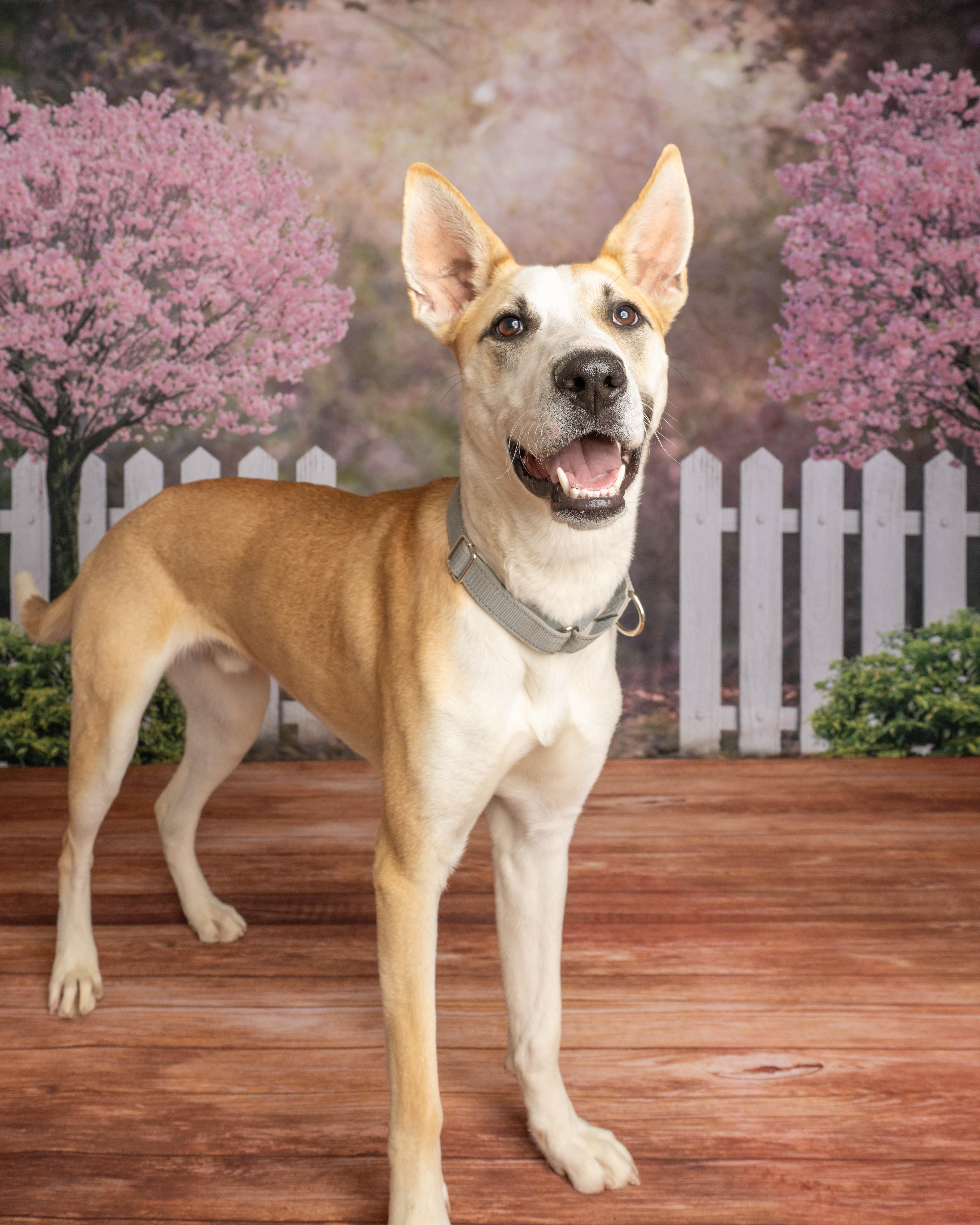 Enlarge Beans, a ADOPTABLE mixed breed in Rock Springs, WY image 1/4