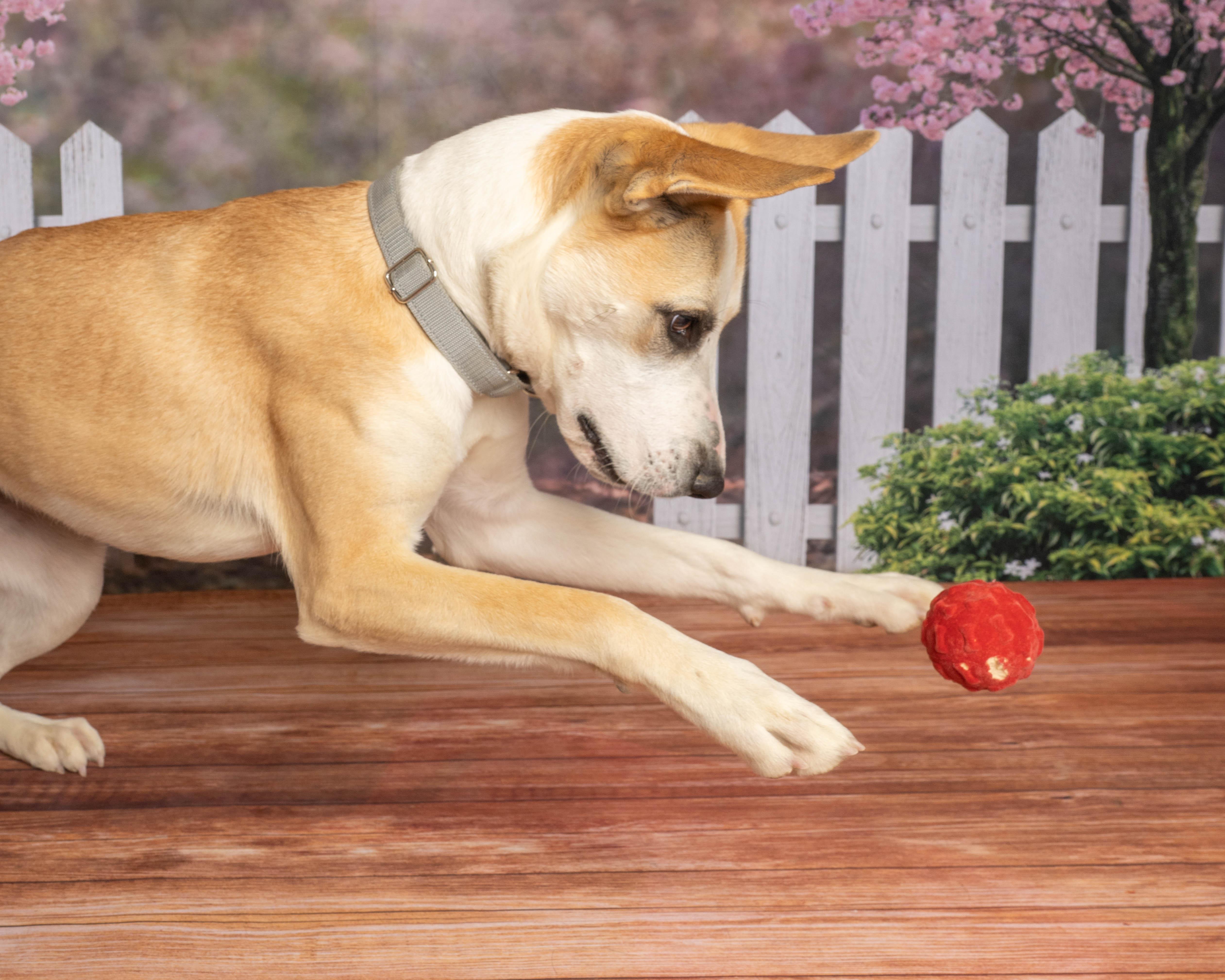 Enlarge Beans, a ADOPTABLE mixed breed in Rock Springs, WY image 4/4