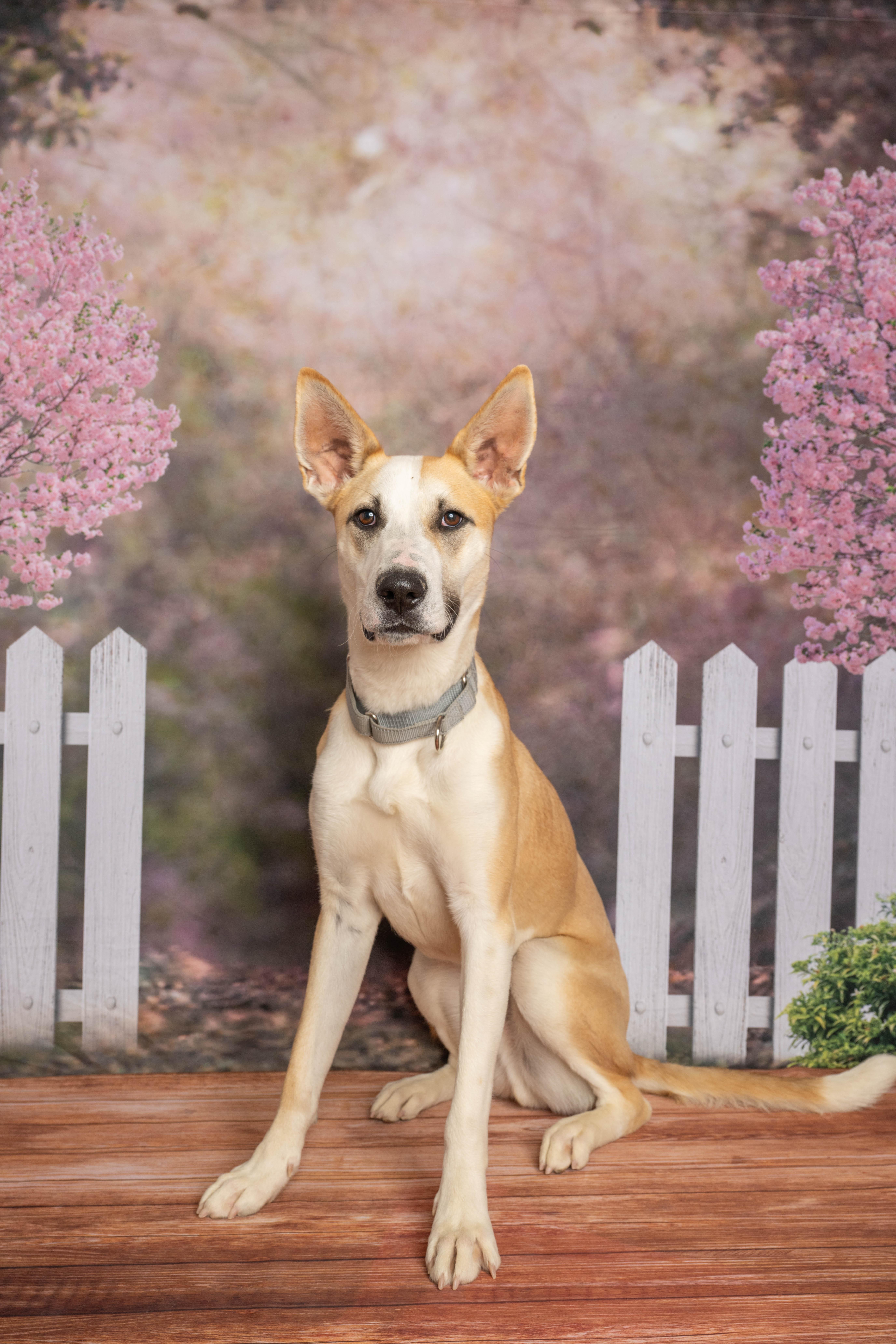 Enlarge Beans, a ADOPTABLE mixed breed in Rock Springs, WY image 3/4