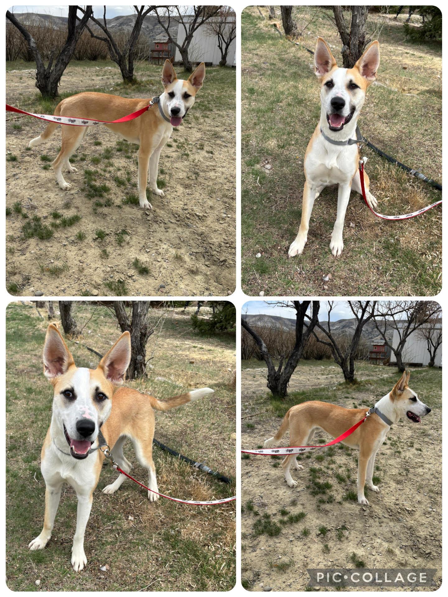 Enlarge Beans, a ADOPTABLE mixed breed in Rock Springs, WY image 2/4