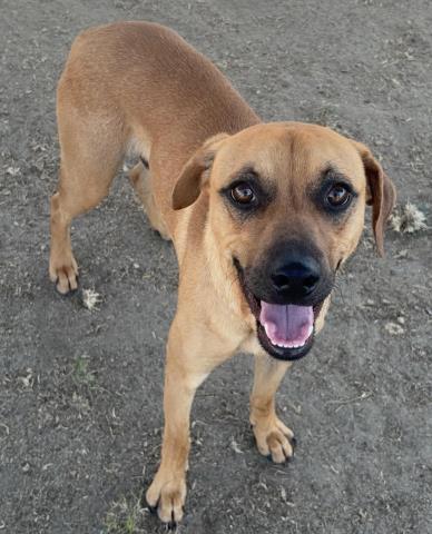 Enlarge Santi - LONGTIME RESIDENT, a ADOPTABLE Rhodesian Ridgeback in Thousand Oaks, CA image 2/2