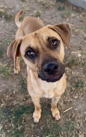 Enlarge Santi - LONGTIME RESIDENT, a ADOPTABLE Rhodesian Ridgeback in Thousand Oaks, CA image 1/2