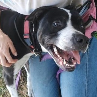 OTTO, Adoptable, Young Male Mixed Breed.