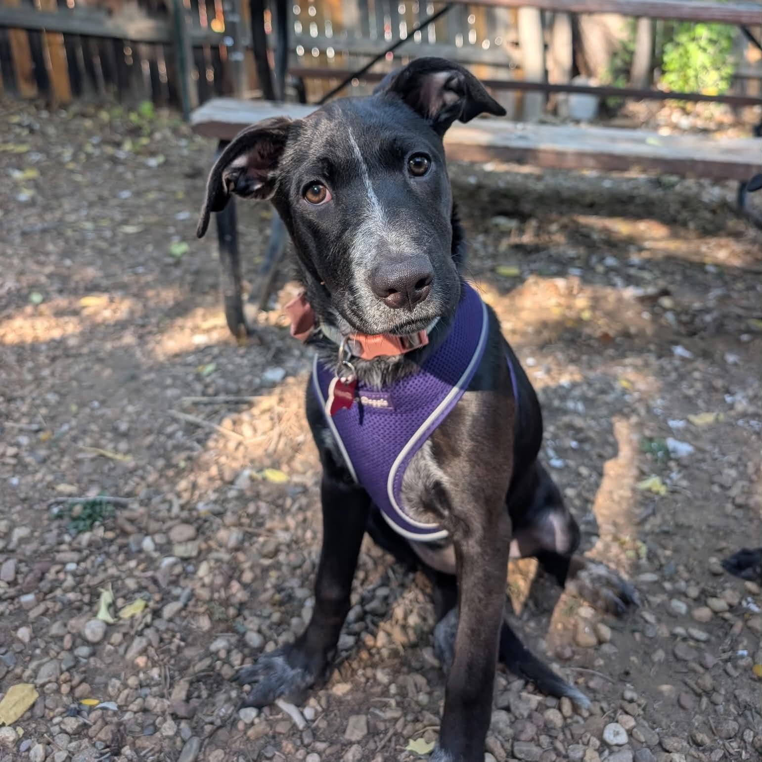 Enlarge Winnie, a Adoptable Australian Cattle Dog / Blue Heeler in Boulder, CO image 6/6