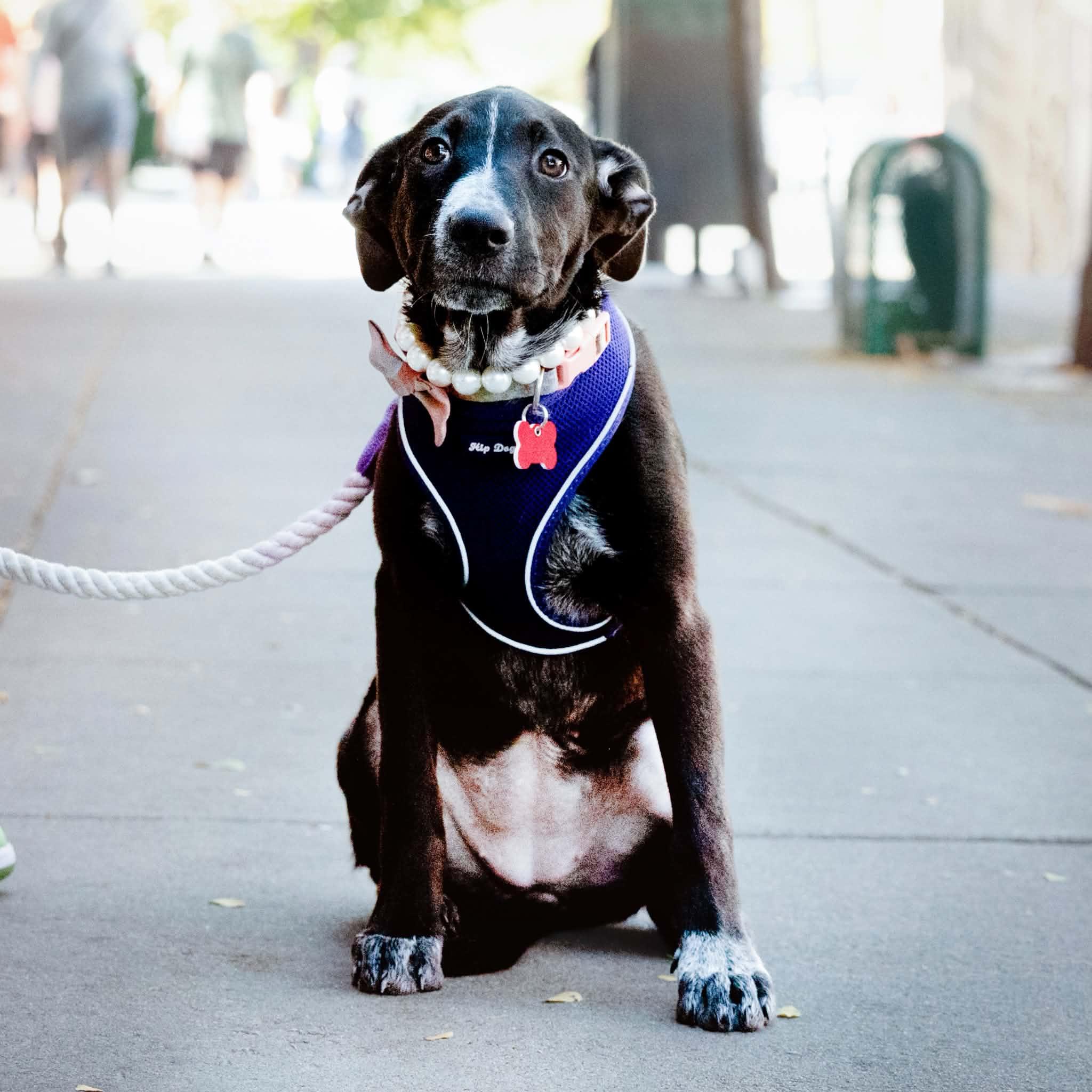 Enlarge Winnie, a Adoptable Australian Cattle Dog / Blue Heeler in Boulder, CO image 1/6