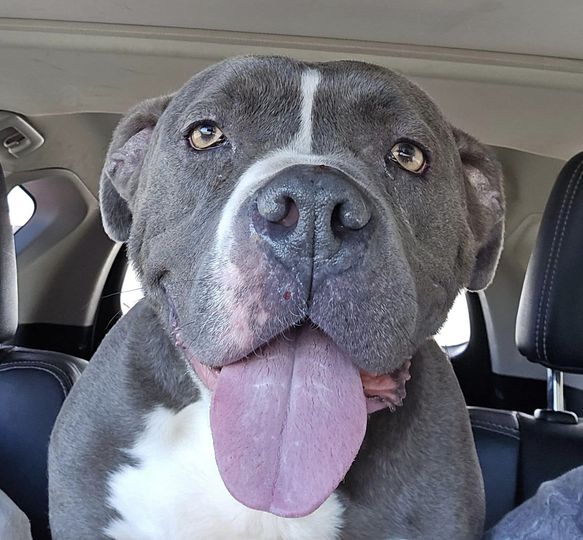 Walt, an adoptable Boxer, American Bully in Vassalboro, ME, 04989 | Photo Image 3