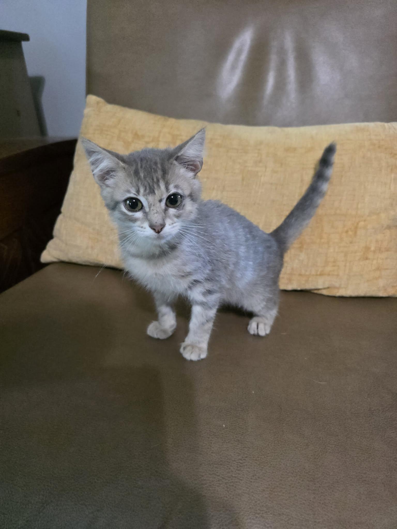 Enlarge Breeze, a Adoptable Domestic Short Hair in Morganton, NC image 2/2