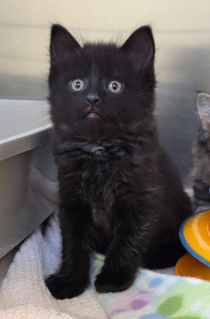 Dandy, Adopted, Kitten Male Domestic Short Hair.