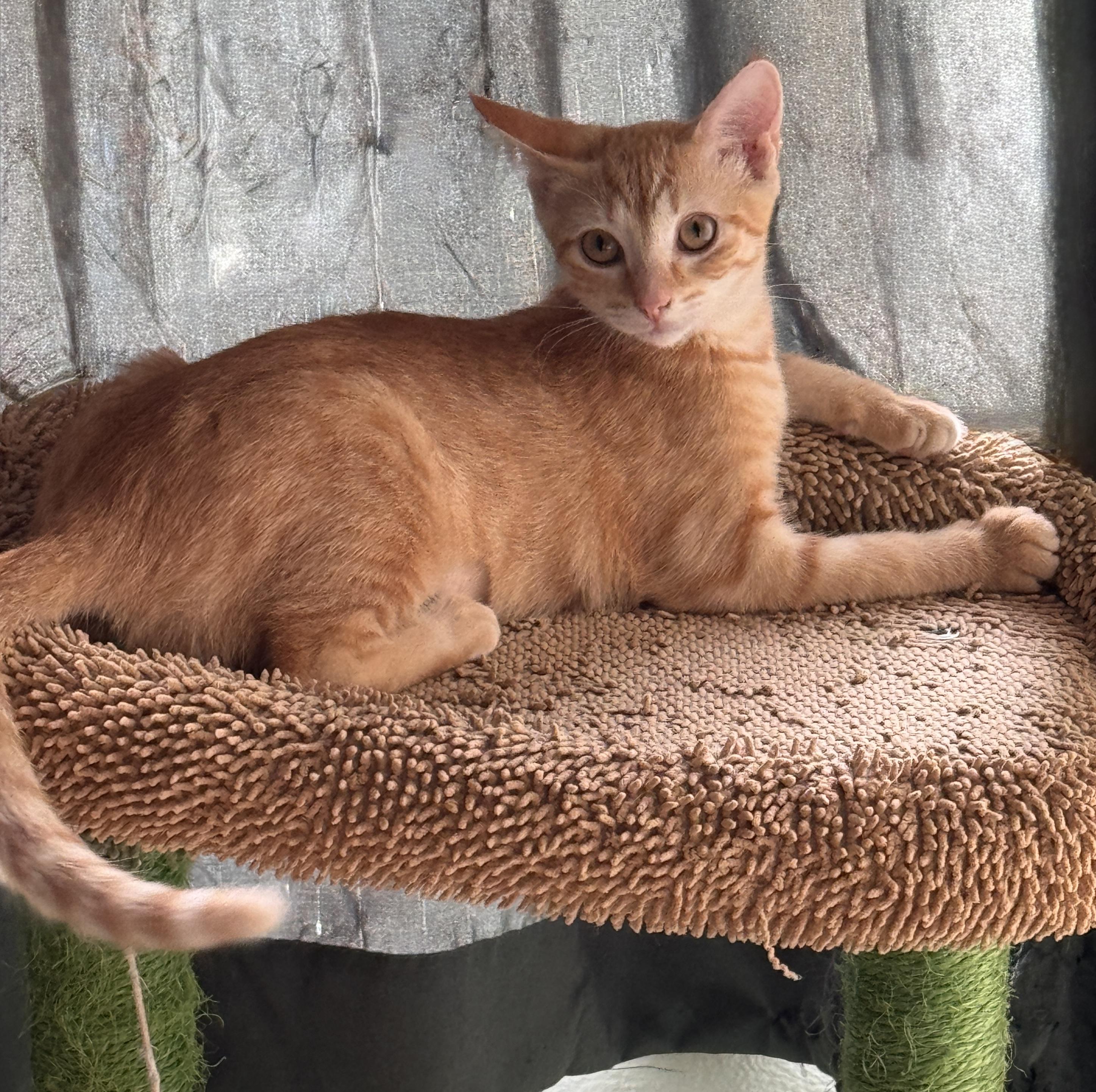 TOBI, Adoptable, Young Female American Shorthair.