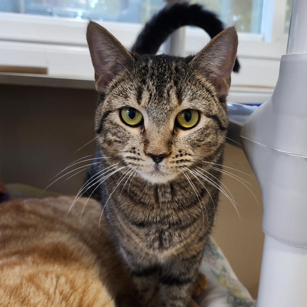 Enlarge Amethyst, a Adoptable Domestic Short Hair in Columbus, NC image 2/6