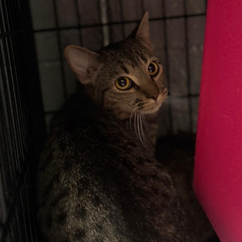 Enlarge Amethyst, a Adoptable Domestic Short Hair in Columbus, NC image 3/6