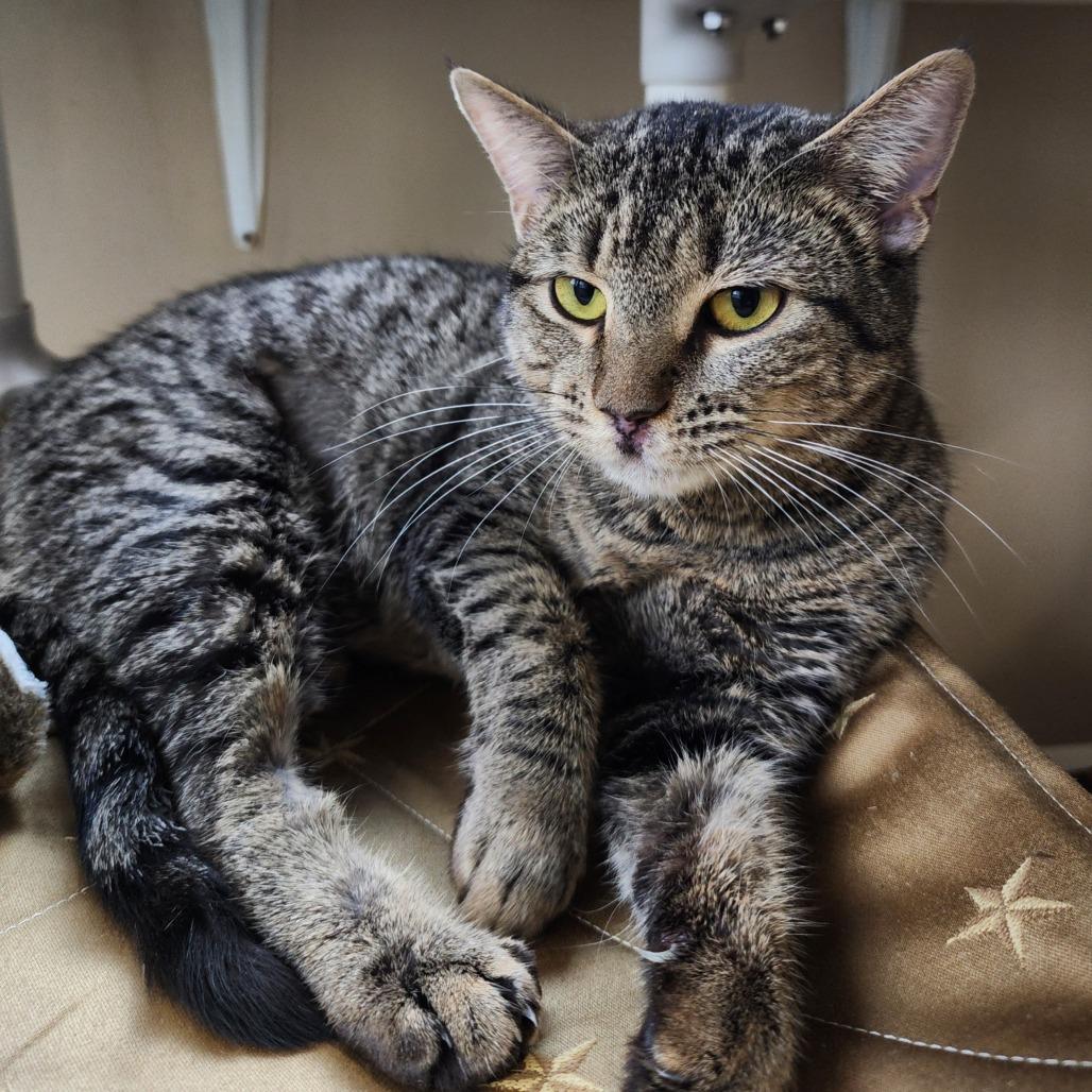 Enlarge Amethyst, a Adoptable Domestic Short Hair in Columbus, NC image 4/6