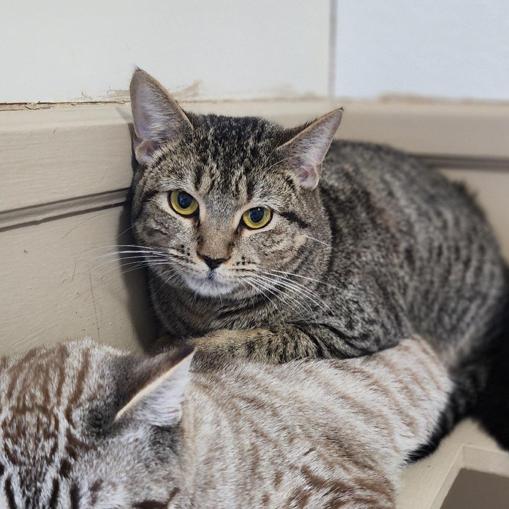 Enlarge Amethyst, a Adoptable Domestic Short Hair in Columbus, NC image 6/6
