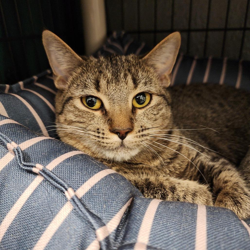 Enlarge Amethyst, a Adoptable Domestic Short Hair in Columbus, NC image 3/3