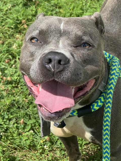 ARTEMIS, Adoptable, Young Female Terrier.