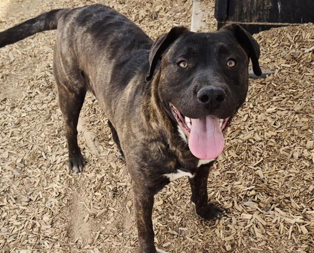 Enlarge VAQUERO, a Adoptable mixed breed in Albuquerque, NM image 1/1