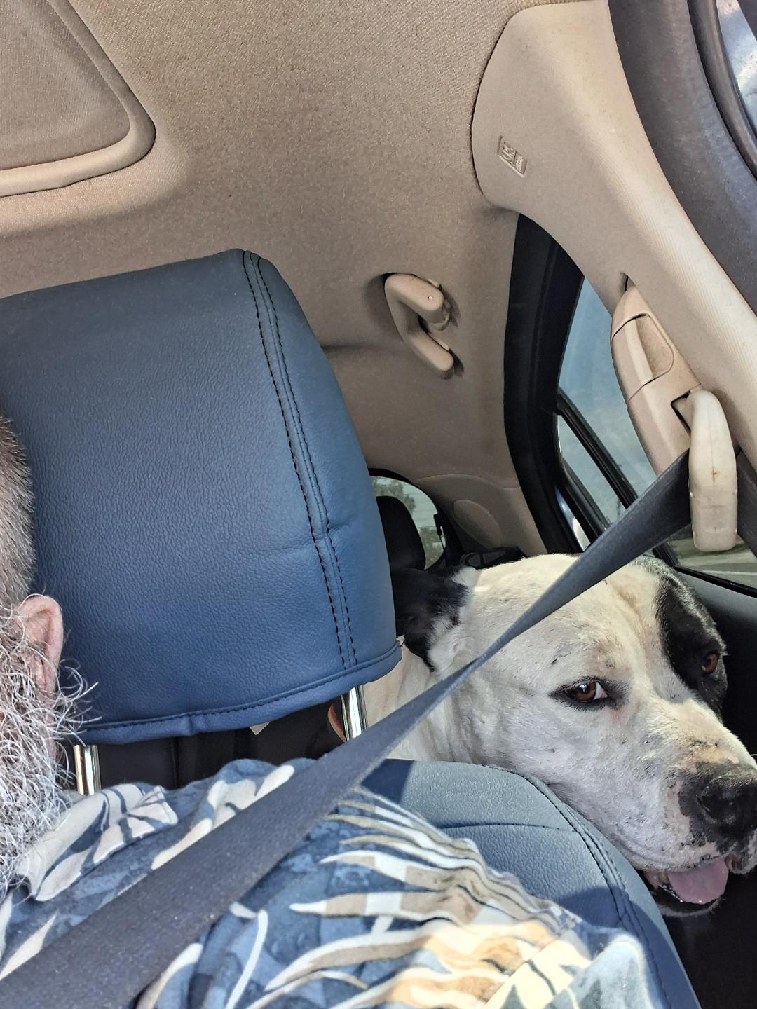 Ice, Adoptable, Young Male American Bulldog.