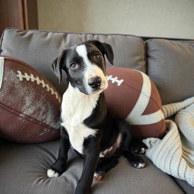 Tater, a Adoptable mixed breed in Midway, UT image 1/3