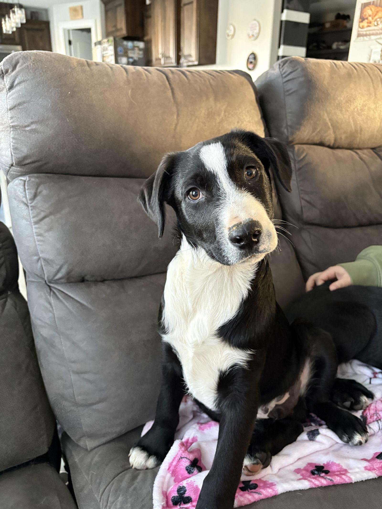 Tater, a Adoptable mixed breed in Midway, UT image 2/3