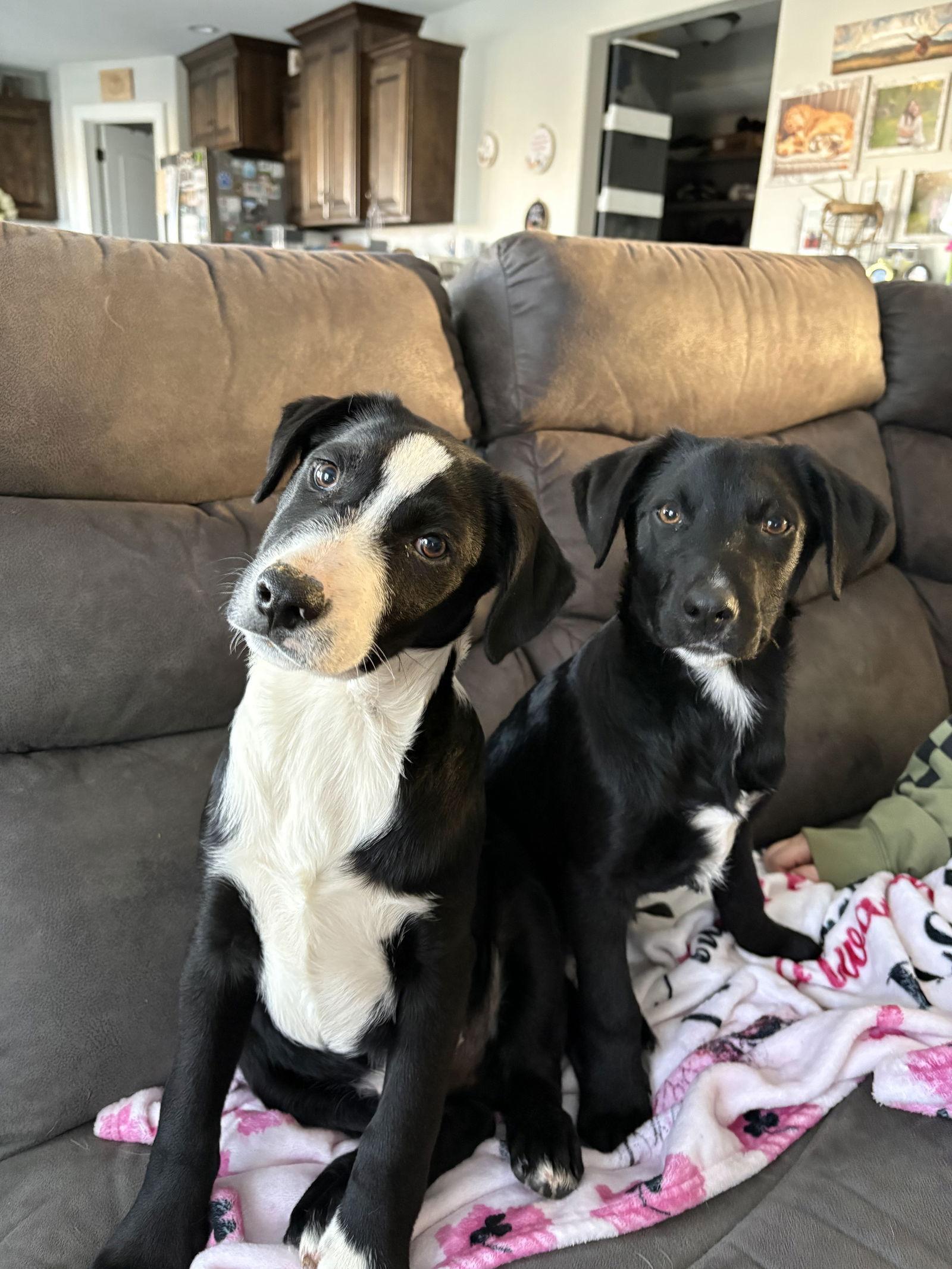 Tater, a Adoptable mixed breed in Midway, UT image 3/3