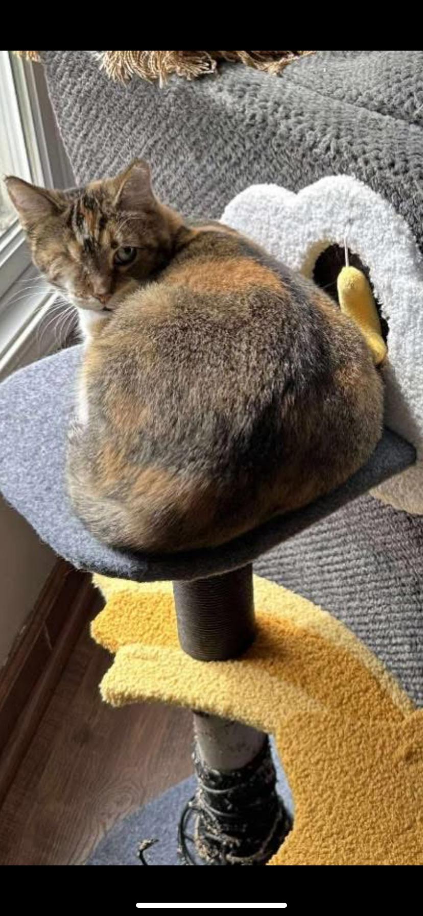 Enlarge Dollie, a Adoptable Domestic Short Hair in Waveland, IN image 1/6