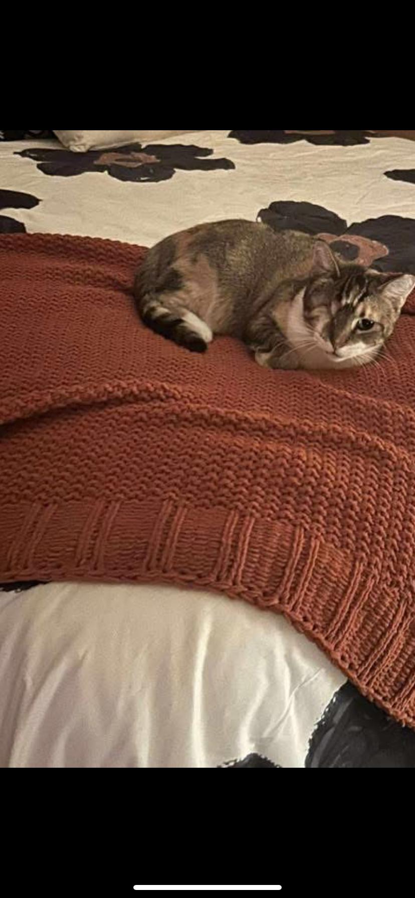 Enlarge Dollie, a Adoptable Domestic Short Hair in Waveland, IN image 3/6