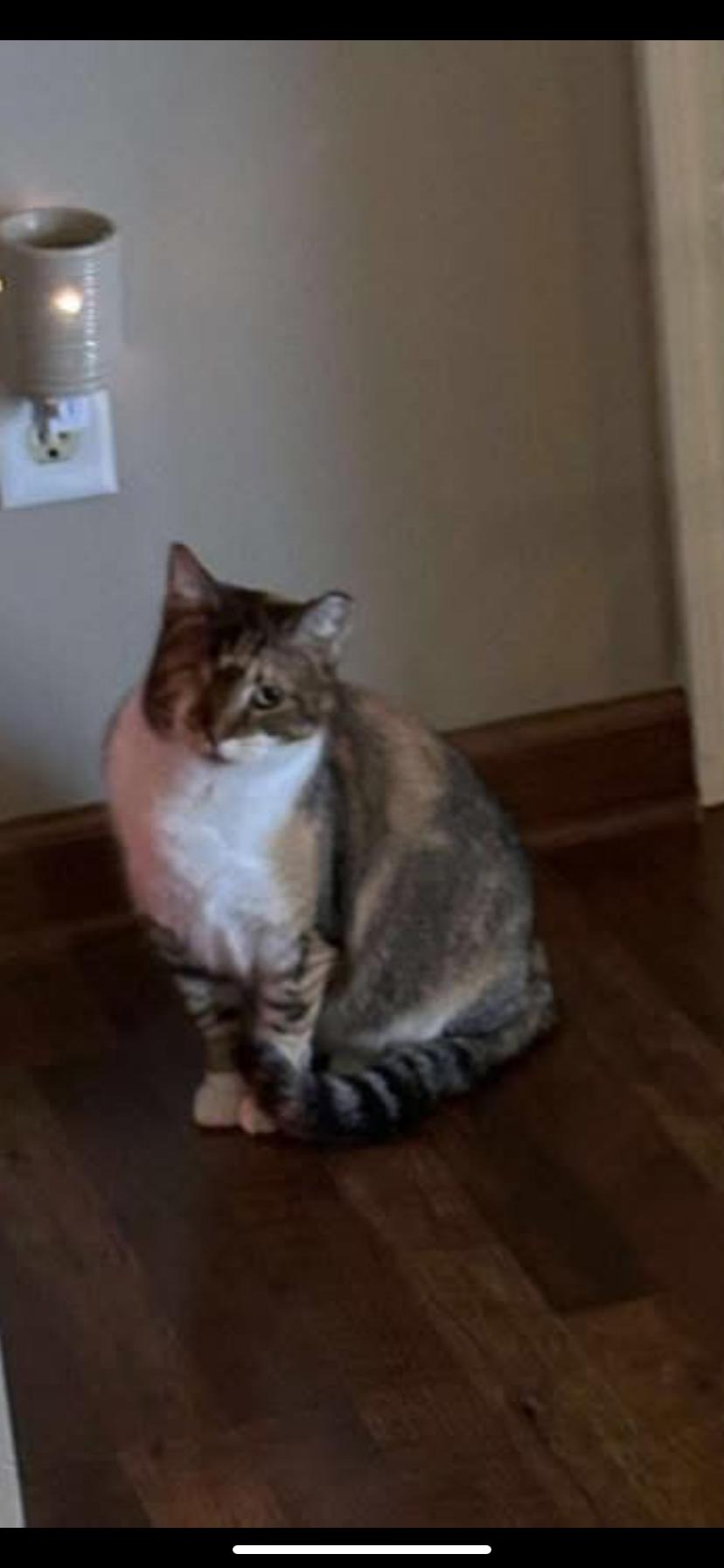 Enlarge Dollie, a Adoptable Domestic Short Hair in Waveland, IN image 4/6