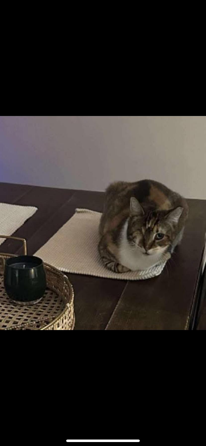 Enlarge Dollie, a Adoptable Domestic Short Hair in Waveland, IN image 5/6