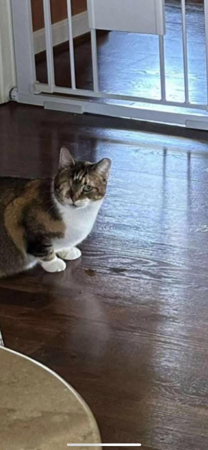 Enlarge Dollie, a Adoptable Domestic Short Hair in Waveland, IN image 6/6