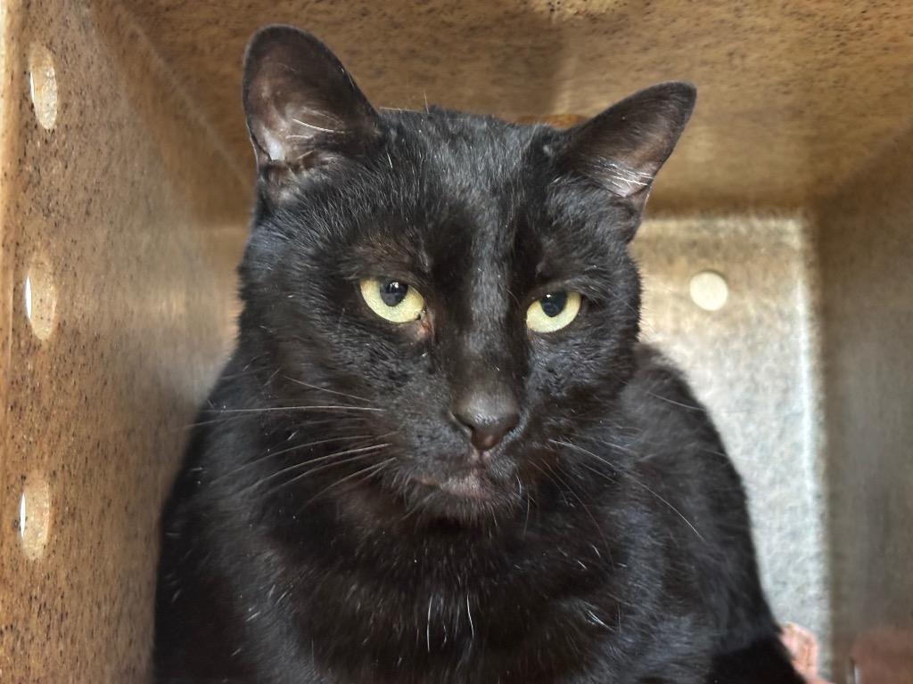 Enlarge Julius Whiskers, a Adoptable mixed breed in Powell, OH image 1/1