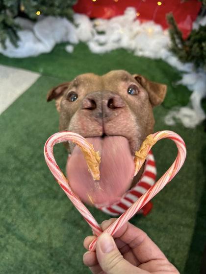 Enlarge Mouse, a Adoptable mixed breed in Valley View, OH image 1/3