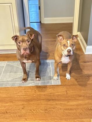 Enlarge Mouse, a Adoptable mixed breed in Valley View, OH image 2/3