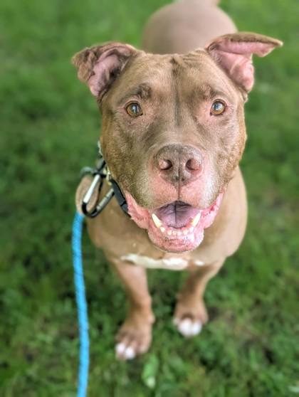 Enlarge Mouse, a Adoptable mixed breed in Valley View, OH image 3/3