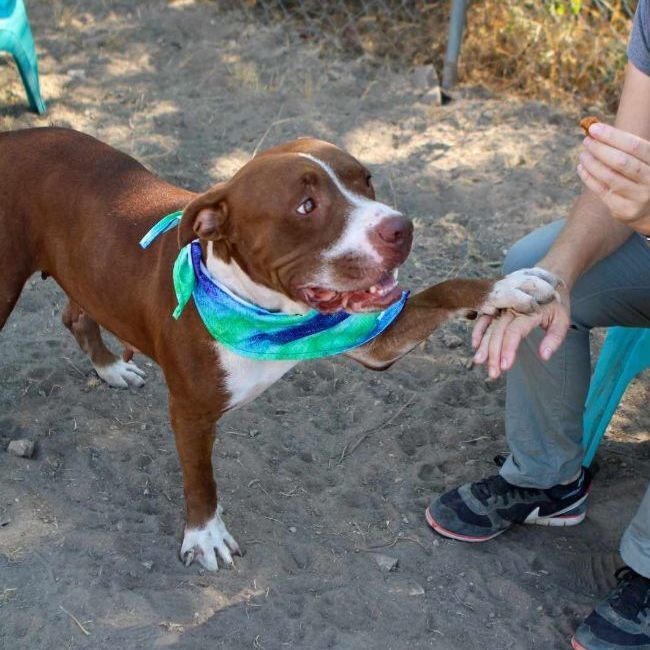 Momma Pit, Adopted, Adult Female Pit Bull Terrier.