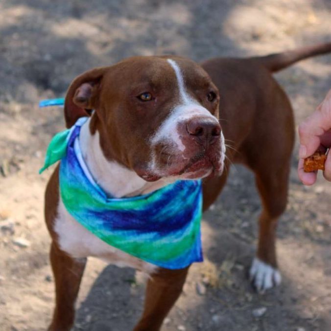 Momma Pit, a Adopted mixed breed in Kerrville, TX image 2/4