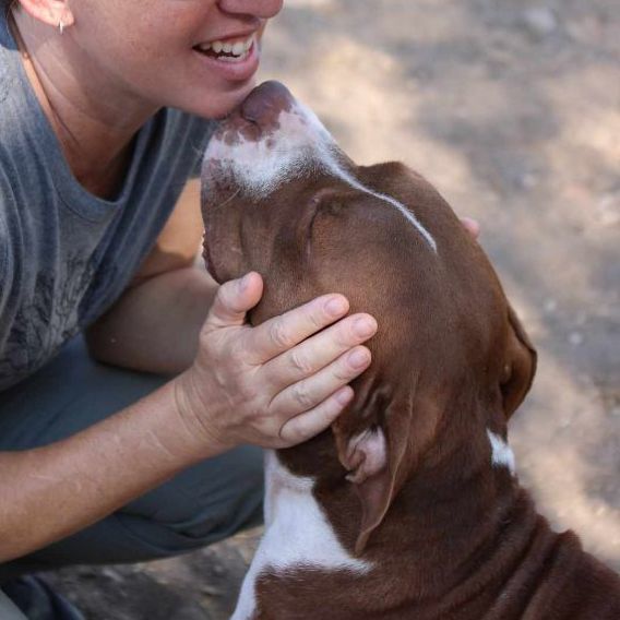 Momma Pit, a Adopted mixed breed in Kerrville, TX image 3/4