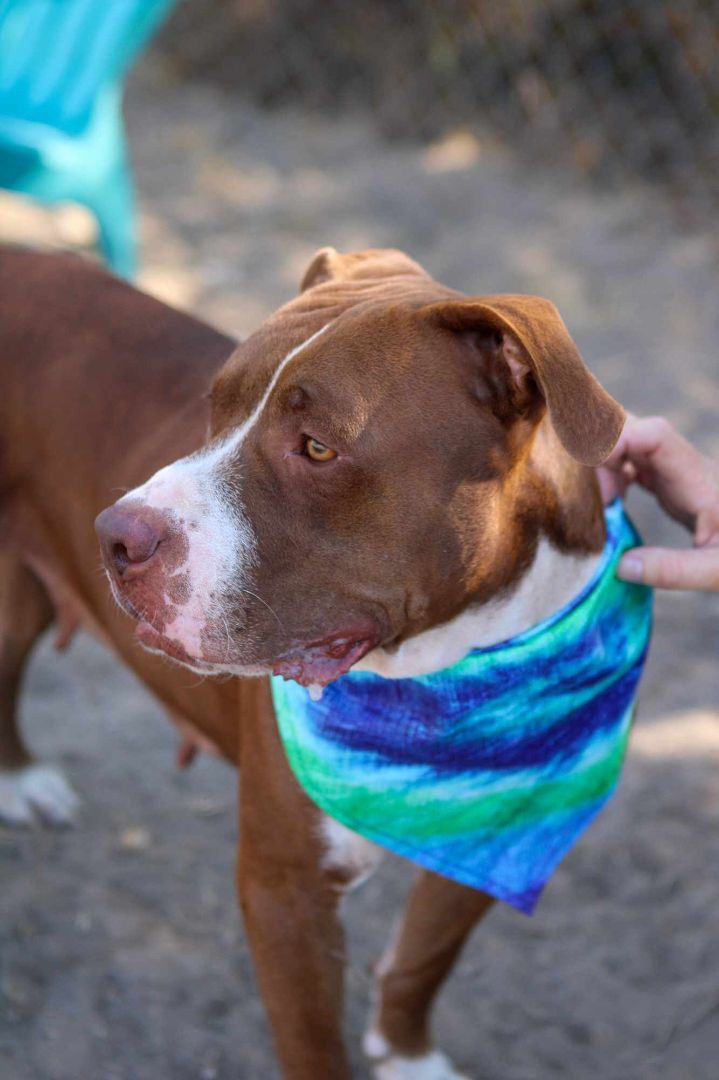 Momma Pit, a Adopted mixed breed in Kerrville, TX image 4/4