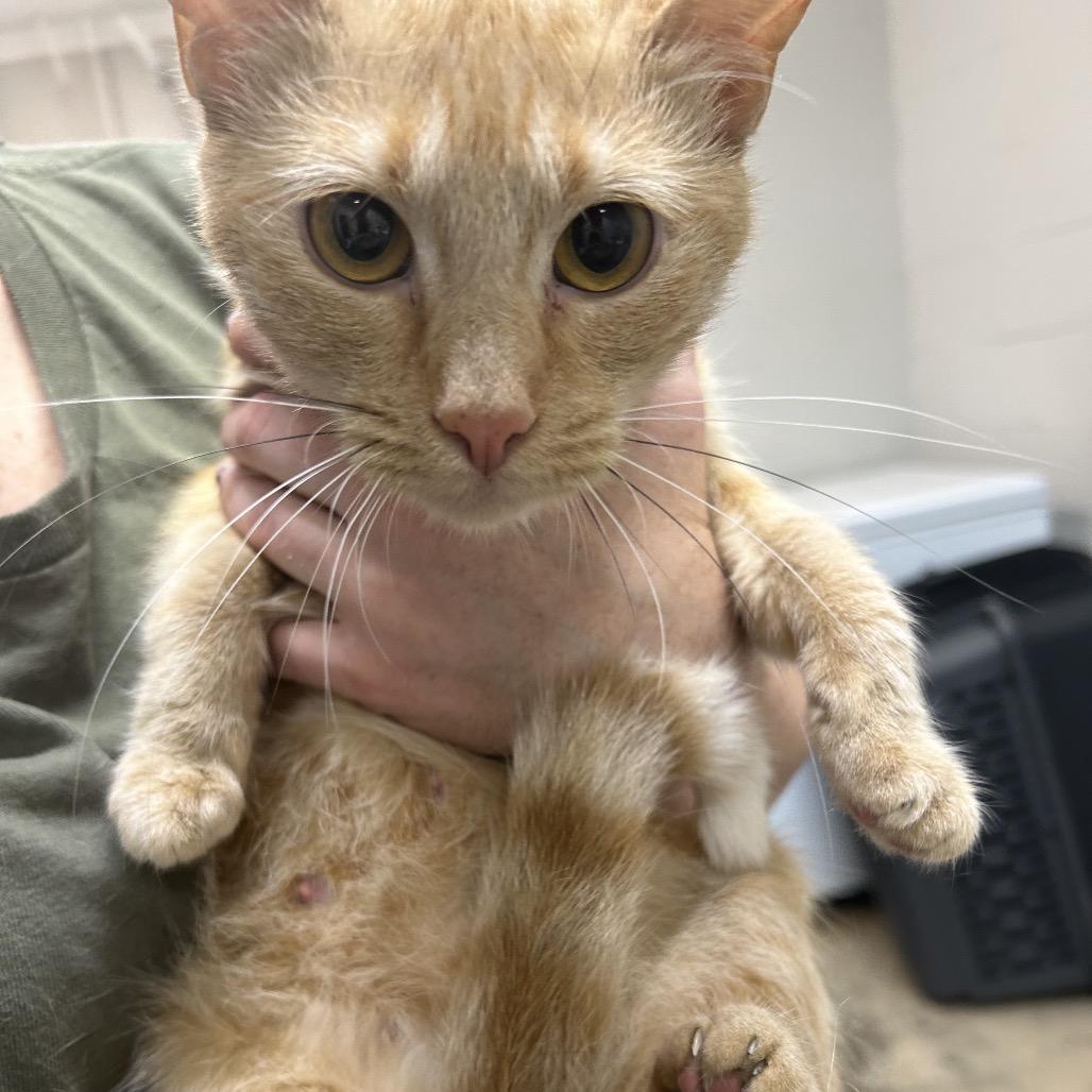 Louis, Adoptable, Adult Female Domestic Medium Hair.