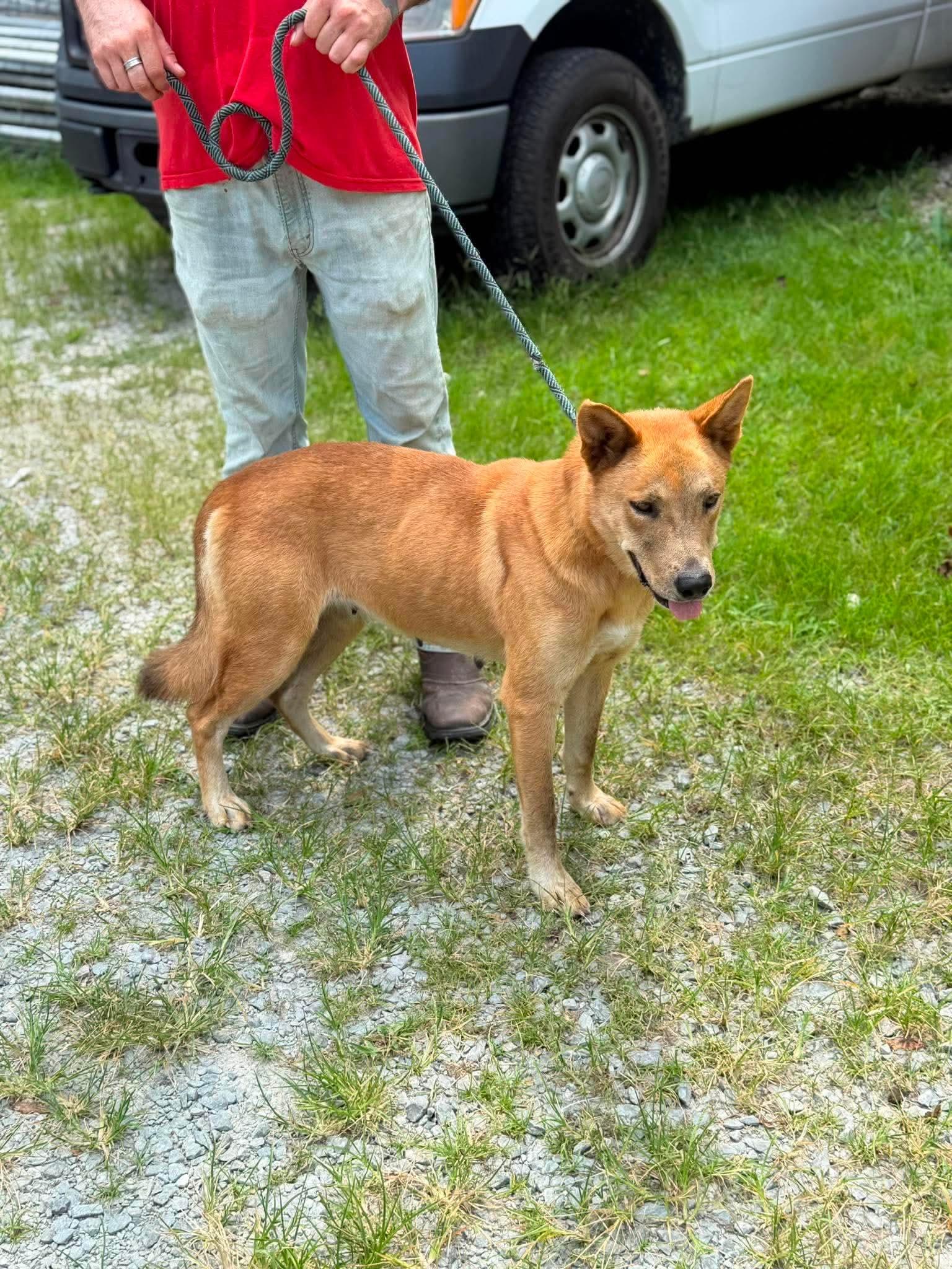 Storm, ADOPTABLE, Adult Female Mixed Breed.