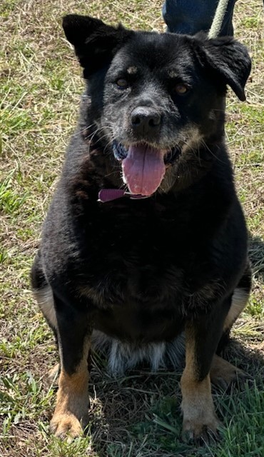 Enlarge GYPSY, a Adoptable Belgian Shepherd / Sheepdog in Tappahannock, VA image 2/6