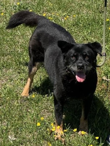 Enlarge GYPSY, a Adoptable Belgian Shepherd / Sheepdog in Tappahannock, VA image 3/6