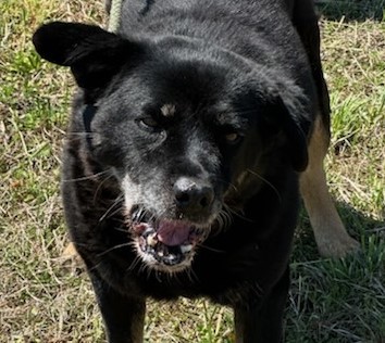 Enlarge GYPSY, a Adoptable Belgian Shepherd / Sheepdog in Tappahannock, VA image 4/6