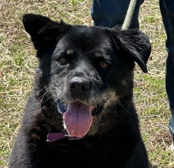 Enlarge GYPSY, a Adoptable Belgian Shepherd / Sheepdog in Tappahannock, VA image 1/6