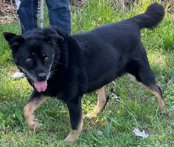Enlarge GYPSY, a Adoptable Belgian Shepherd / Sheepdog in Tappahannock, VA image 6/6