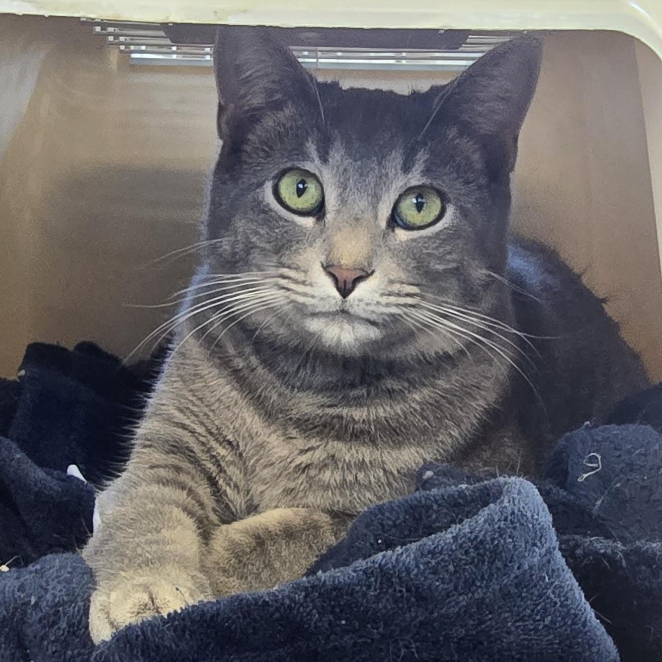 Enlarge Captain Barbossa, a Adoptable Tabby in Beaufort, MO image 3/6